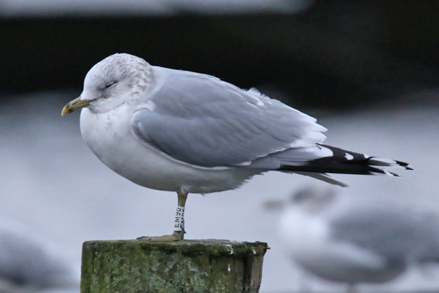 6 January 2019, Stormmeeuw, EM90_Hoornse Meer
