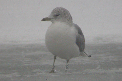 17 January 2010, Kardinge, Stormmeeuw_(EP23)