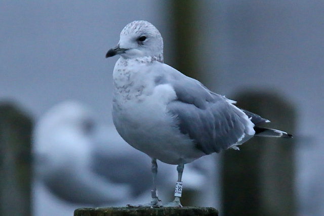 20 January 2018, Stormmeeuw (EPF4), Hoornse Meer