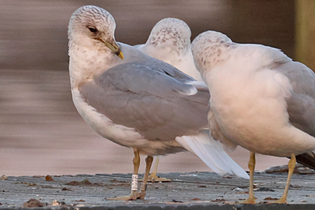 31 January 2025, Stormmeeuw, EV4C_Hoornse Meer