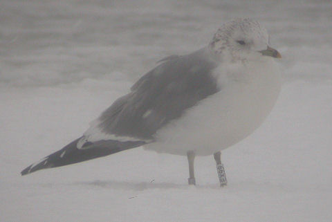 17 January 2010, Kardinge, Stormmeeuw_(EX99)
