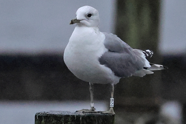 15 December 2024, Stormmeeuw, EYZ8_Hoornse Meer