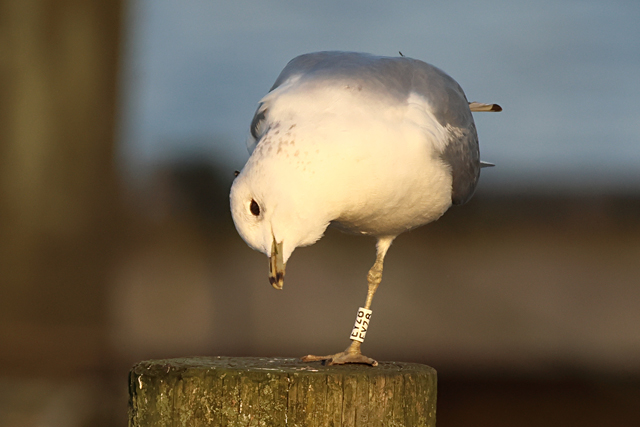 20 December 2024, Stormmeeuw, EYZ8_Hoornse Meer