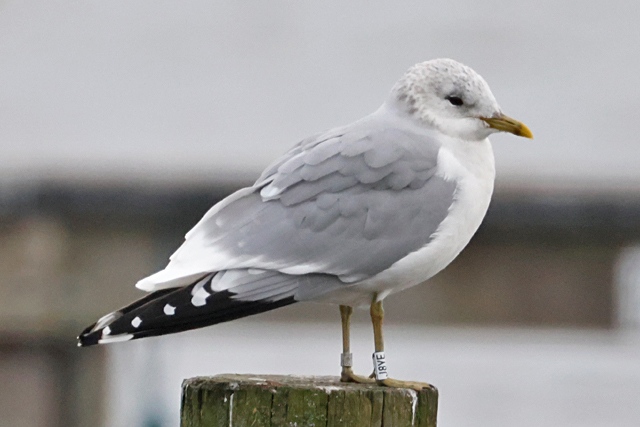 8 February 2025, Stormmeeuw, J8YE_Hoornse Meer