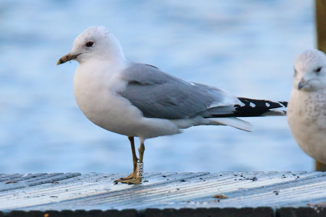 19 February 2020, Stormmeeuw (P3X5), Hoornse Meer