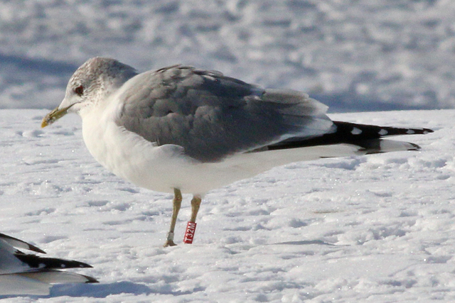 14 February 2021, Stormmeeuw (T32M), Hoogeveen_01