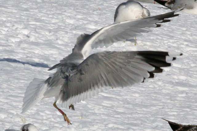 14 February 2021, Stormmeeuw (T32M), Hoogeveen_02