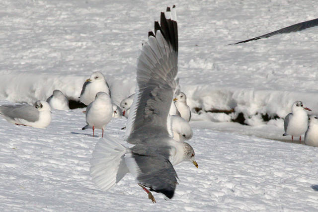 14 February 2021, Stormmeeuw (T32M), Hoogeveen_03