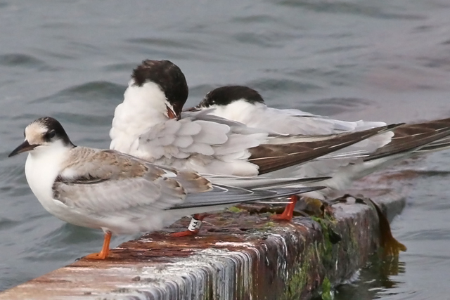 9 September 2018, Visdief (L6A), Lauwersoog-haven-2