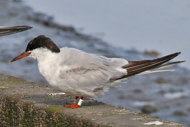 16 September 2018, Visdief (L6A), Lauwersoog-haven-1