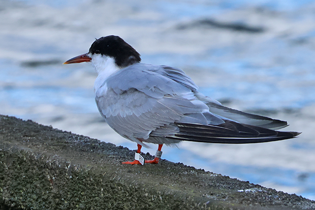 5 September 2025, Visdief, R93_Lauwersoog-Haven