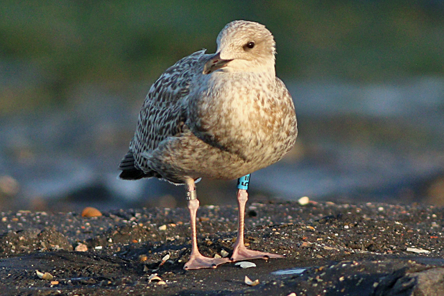 19 September 2024, Zilvermeeuw, 5=_Brouwersdam