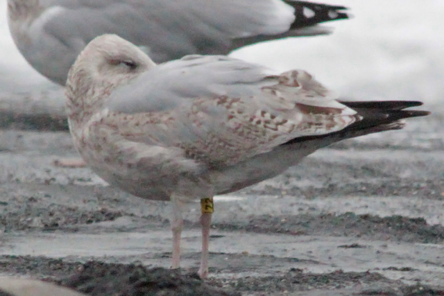 27 October 2010, Zilvermeeuw, 72_Westkapelle