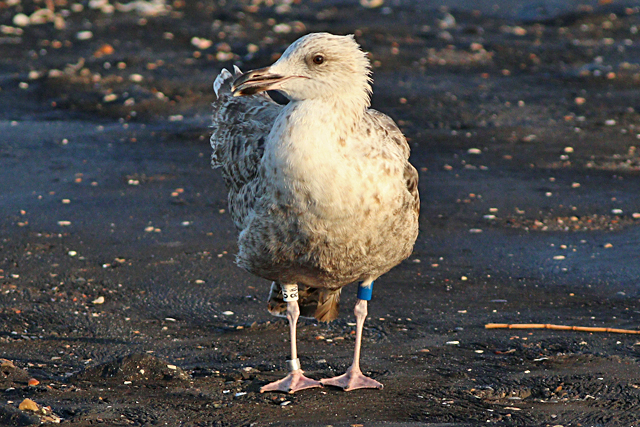 19 September 2024, Zilvermeeuw, (blauw wit 8M)_Brouwersdam_02