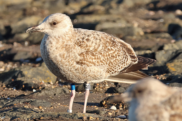 10 January 2025, Zilvermeeuw 8Z, Westkapelle