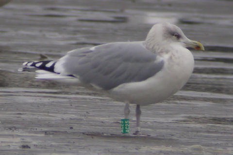 29 November 2009, Zilvermeeuw, AC25_Eemshaven