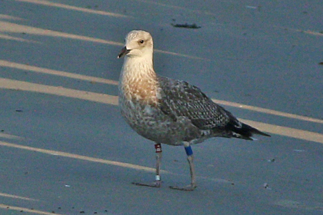 19 September 2024, Zilvermeeuw, B+_Brouwersdam_02