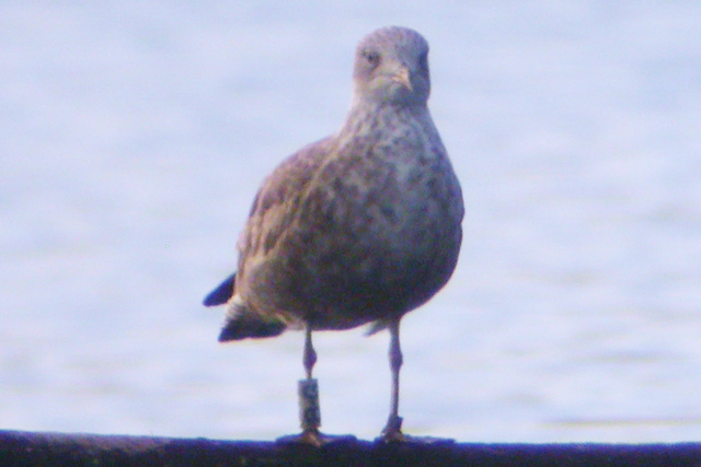 22 August 2004, Zilvermeeuw, B-G_Zandgat Beilen