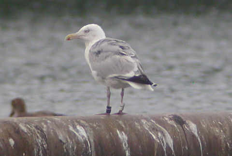 15 August 2006, Zilvermeeuw, B-W-_Zandgat Beilen
