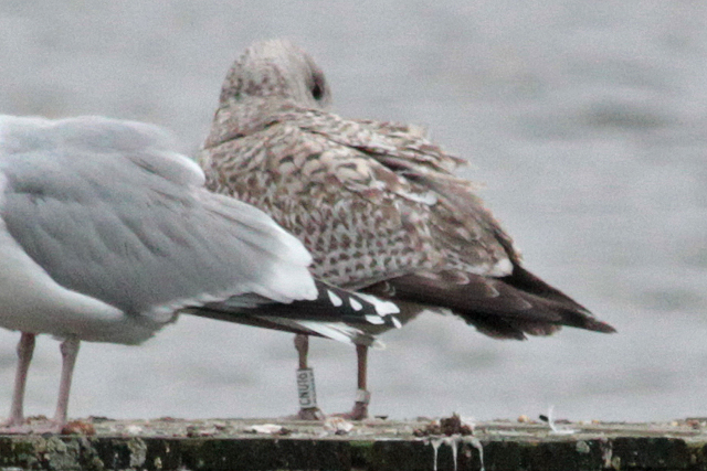 23 January 2011, Zilvermeeuw, CNU16_Hoornse Meer