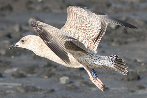 27 October 2006, Westkapelle, Zilvermeeuw_(FCAV)