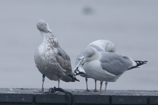 8 November 2025, Zilvermeeuw, F.T_02_Kaap Hoorn