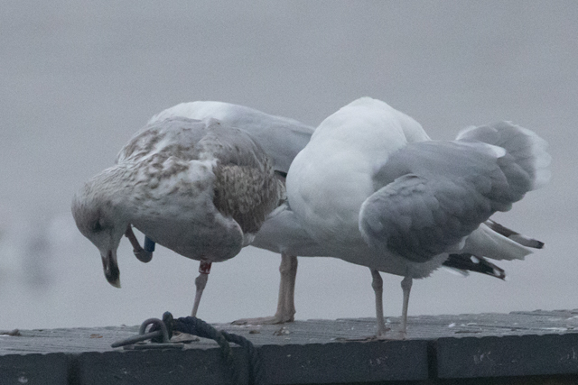 8 November 2025, Zilvermeeuw, F.T_03_Kaap Hoorn