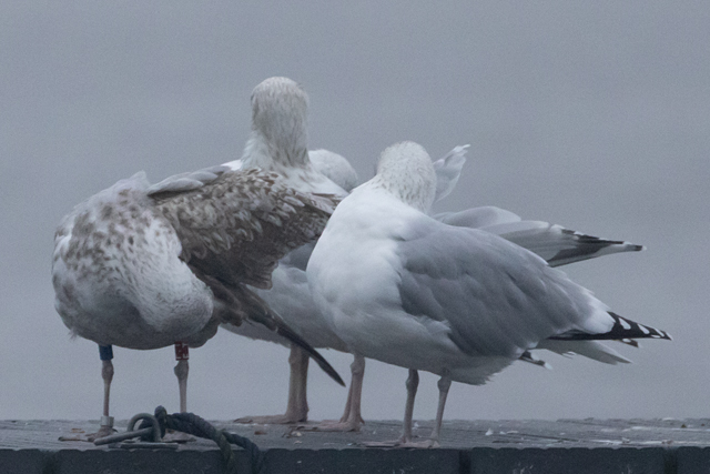 8 November 2025, Zilvermeeuw, F.T_04_Kaap Hoorn