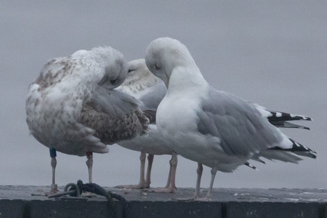 8 November 2025, Zilvermeeuw, F.T_05_Kaap Hoorn