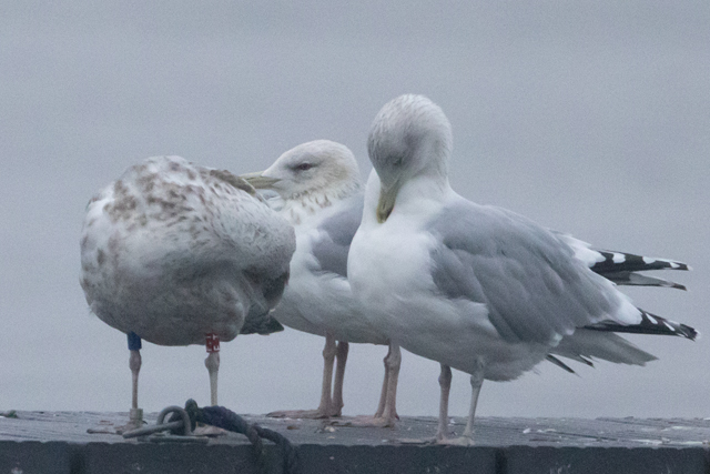 8 November 2025, Zilvermeeuw, F.T_Kaap Hoorn