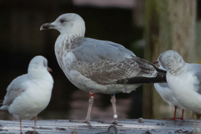 21 November 2025, Zilvermeeuw, F.T_Kaap Hoorn