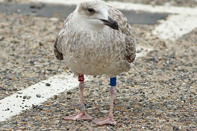 17 September 2024, Zilvermeeuw, blauw-rood G7_Brouwersdam