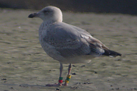 17 September 2006, Eemshaven, Zilvermeeuw_(GR-YGY)