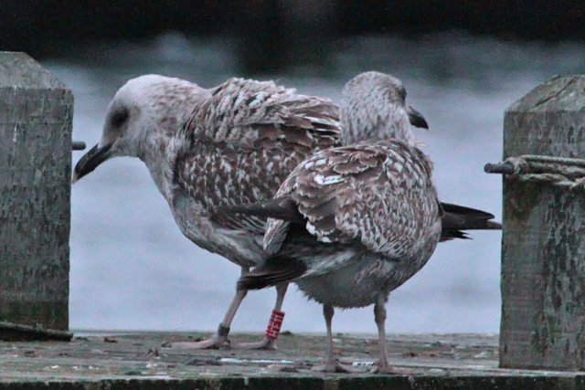 23 January 2011, Zilvermeeuw, H.E11_Hoornse Meer