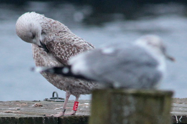 29 January 2011, Zilvermeeuw, H.E11_Hoornse Meer