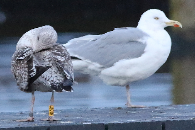 2 February 2022, Zilvermeeuw, H001T_Hoornse Meer