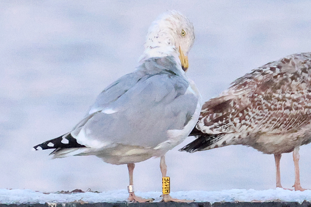 16 February 2025, Zilvermeeuw H012E, Hoornse Meer