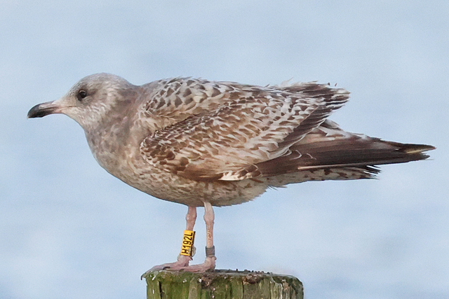 16 February 2025, Zilvermeeuw H192L, Hoornse Meer