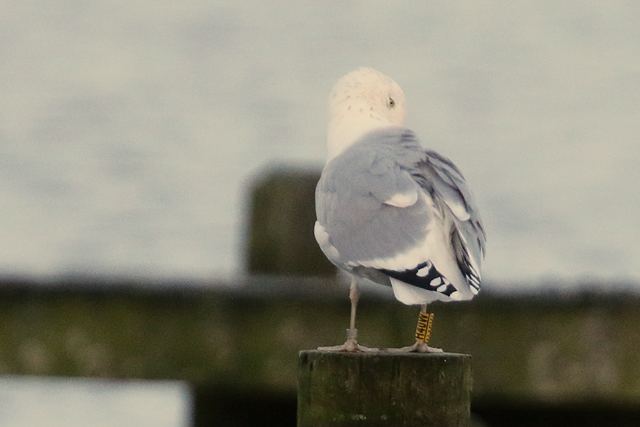 6 January 2018, Zilvermeeuw H40W, Hoornse Meer