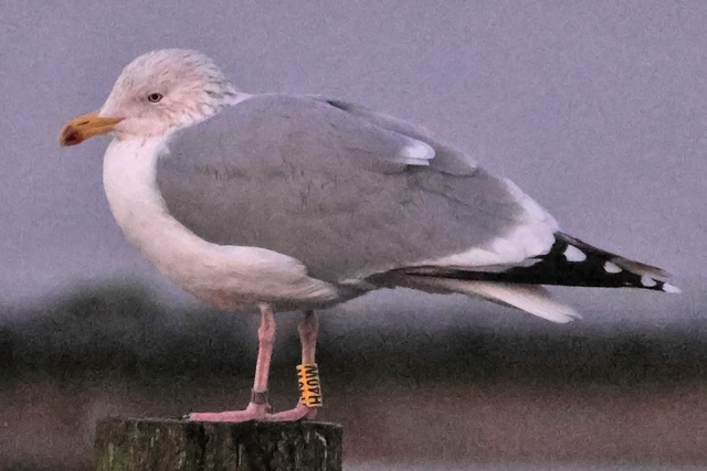 3 January 2025, Zilvermeeuw H40W, Hoornse Meer