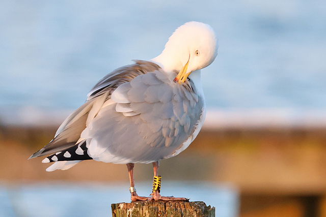 16 February 2025, Zilvermeeuw H40W, Hoornse Meer