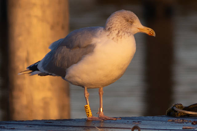 21 November 2025, Zilvermeeuw H40W, Kaap Hoorn