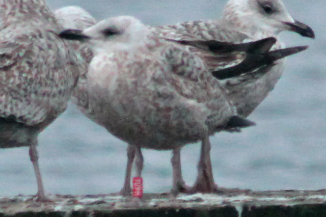 29 January 2011, Zilvermeeuw, H604_Hoornse Meer