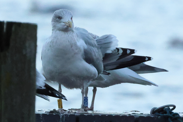 3 January 2025, Zilvermeeuw, H653E_Hoornse Meer