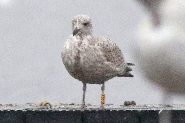 2 February 2023, Zilvermeeuw, H8EV_Hoornse Meer