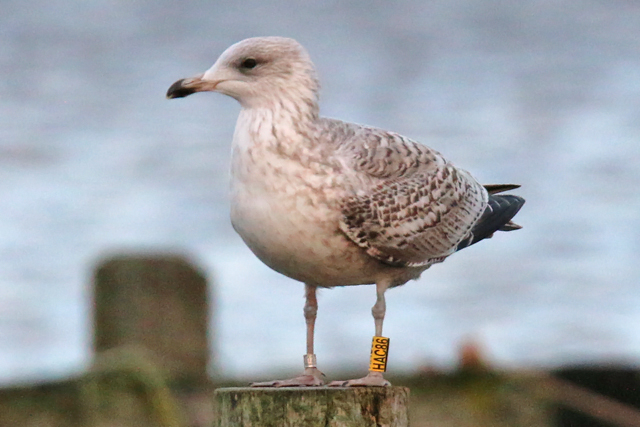 8 December 2019, Zilvermeeuw, HAC86_Hoornse Meer