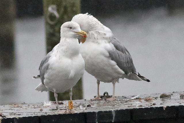 2 February 2023, Zilvermeeuw (HAC86), Hoornse Meer_01