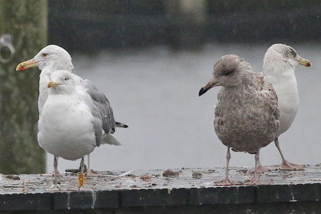 2 February 2023, Zilvermeeuw (HAC86), Hoornse Meer_02