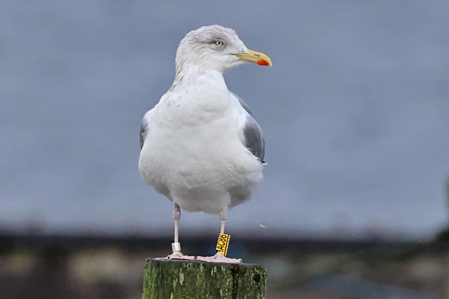 22 December 2024, Zilvermeeuw, HAC86_Hoornse Meer