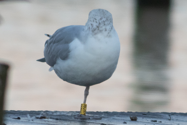 21 November 2025, Zilvermeeuw, HAC86_Kaap Hoorn